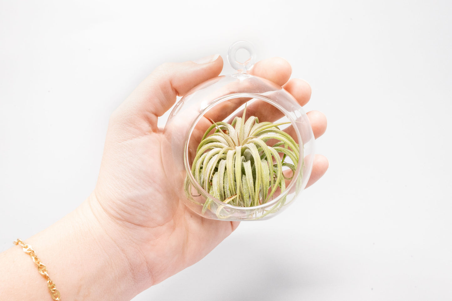 Mini Hanging Flat Bottom Glass Terrariums with Assorted Tillandsia Air Plants