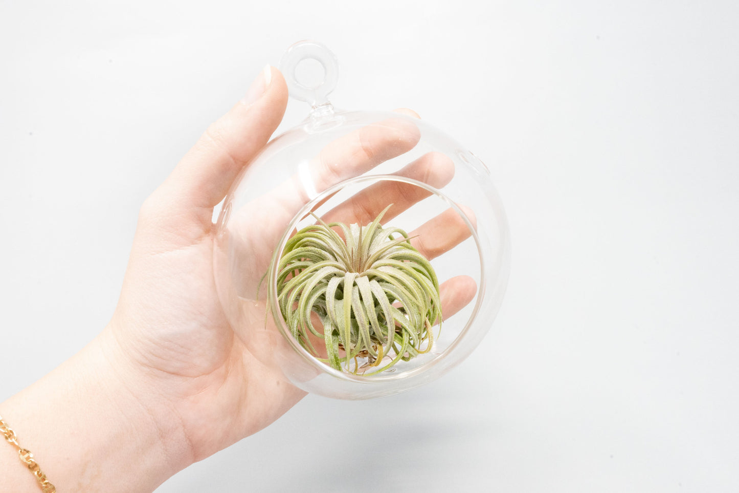 Beach Terrarium in Flat Bottom Globe with White Sand and Tillandsia Ionantha