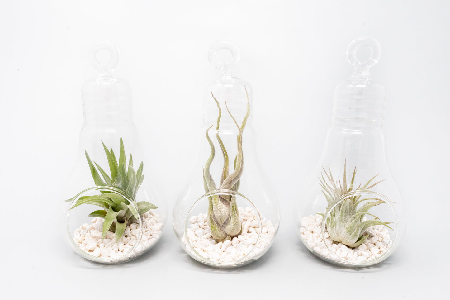 Hanging Light Bulb Terrarium with Crushed White Stones and Tillandsia Air Plant