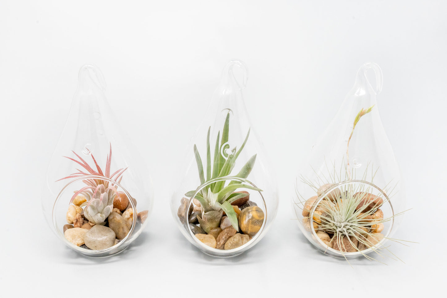 Teardrop Glass Terrariums