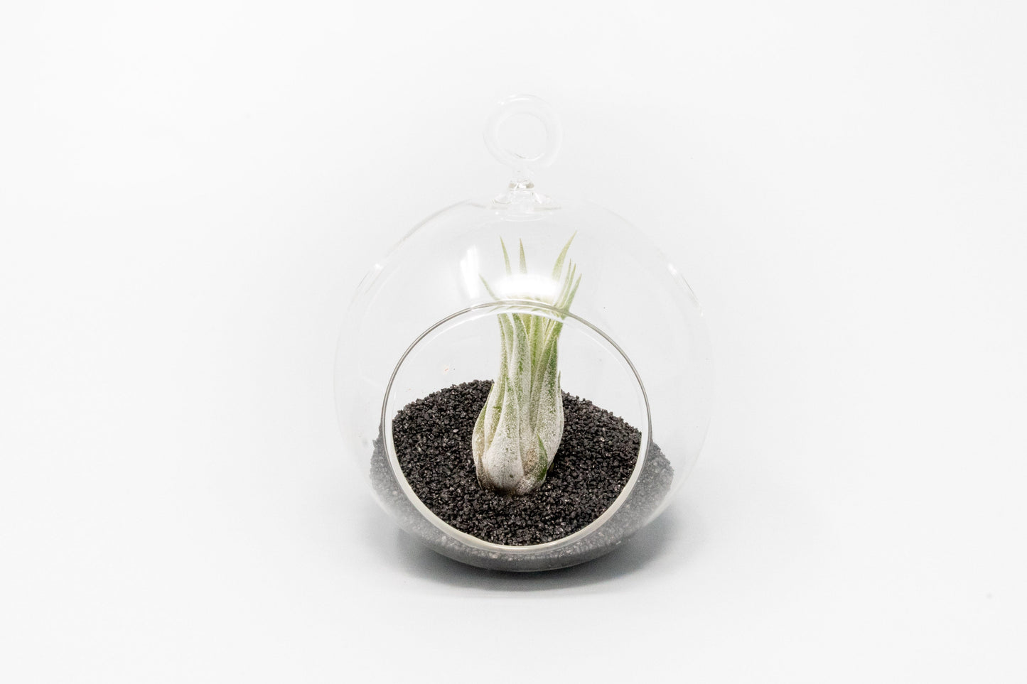 Mini Hanging Flat Bottom Beach Terrariums with White or Black Sand