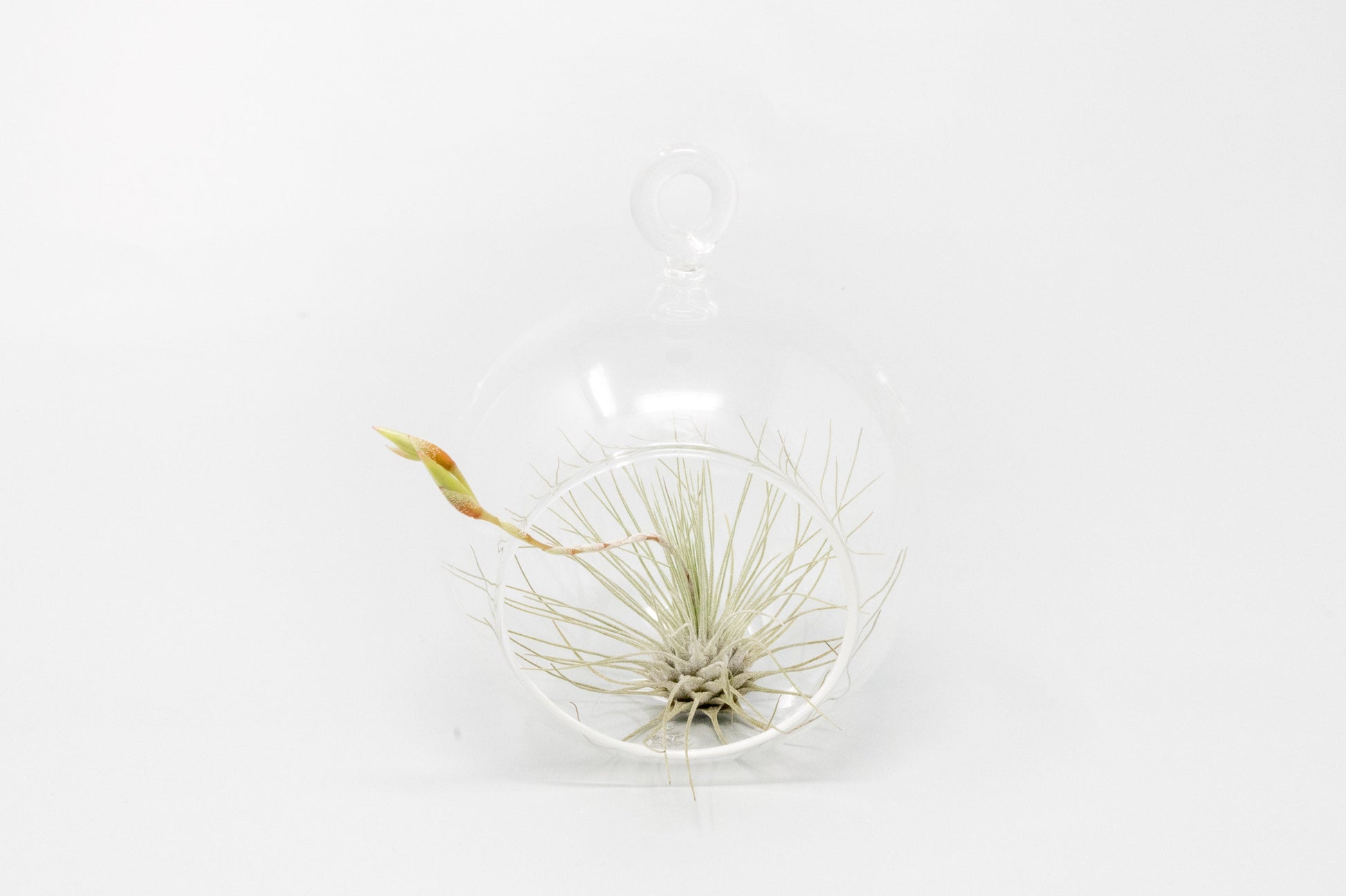 hanging glass globes for air plants Mini Hanging Flat Bottom Glass Terrariums with Assorted Tillandsia Air – Enchanted Grow