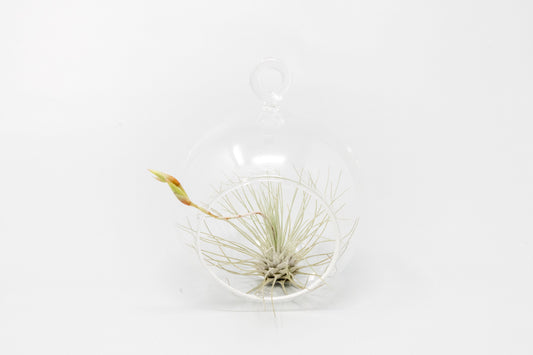 Mini Hanging Flat Bottom Glass Terrariums with Assorted Tillandsia Air Plants