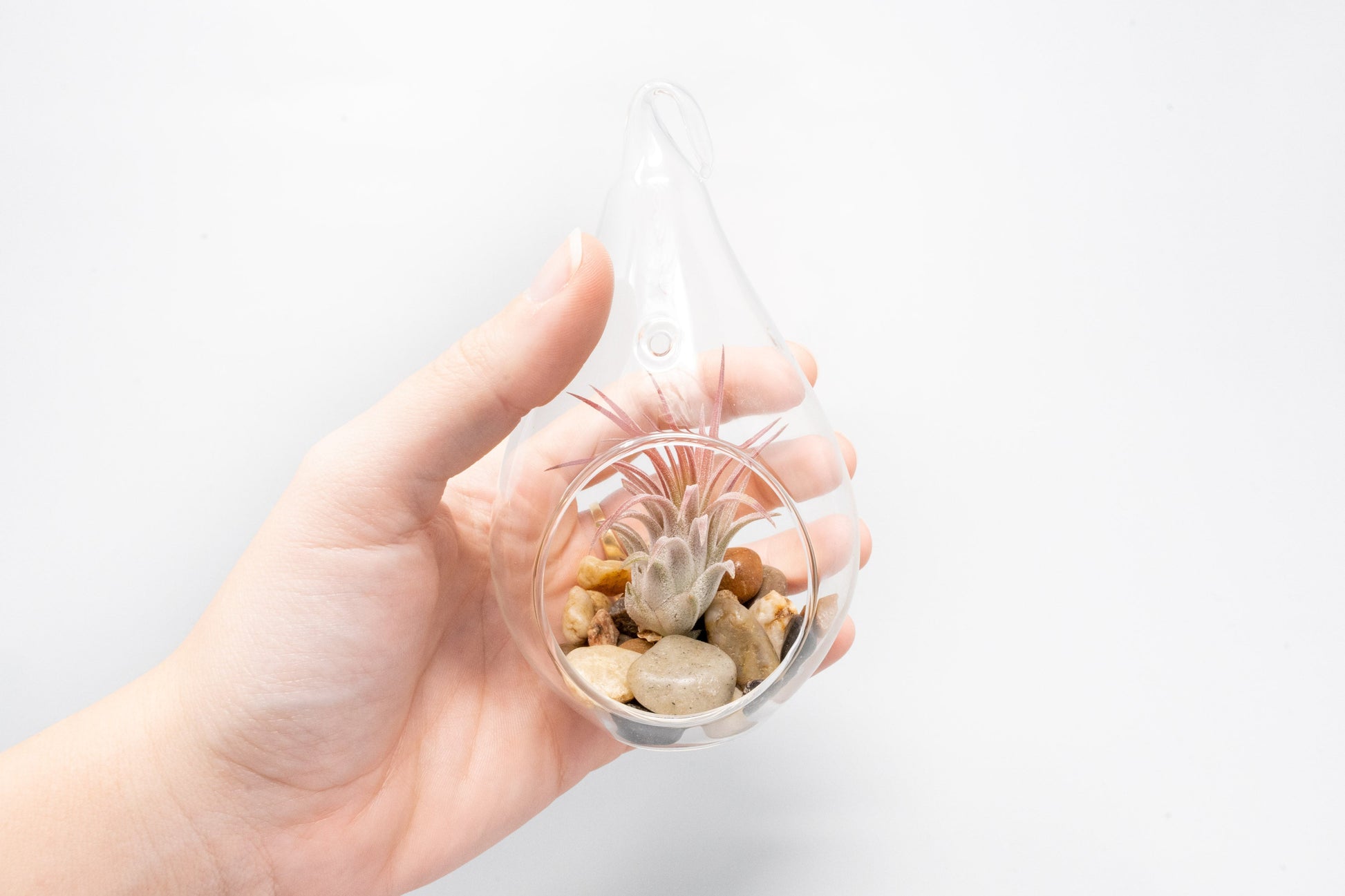 teardrop succulents Single Terrarium