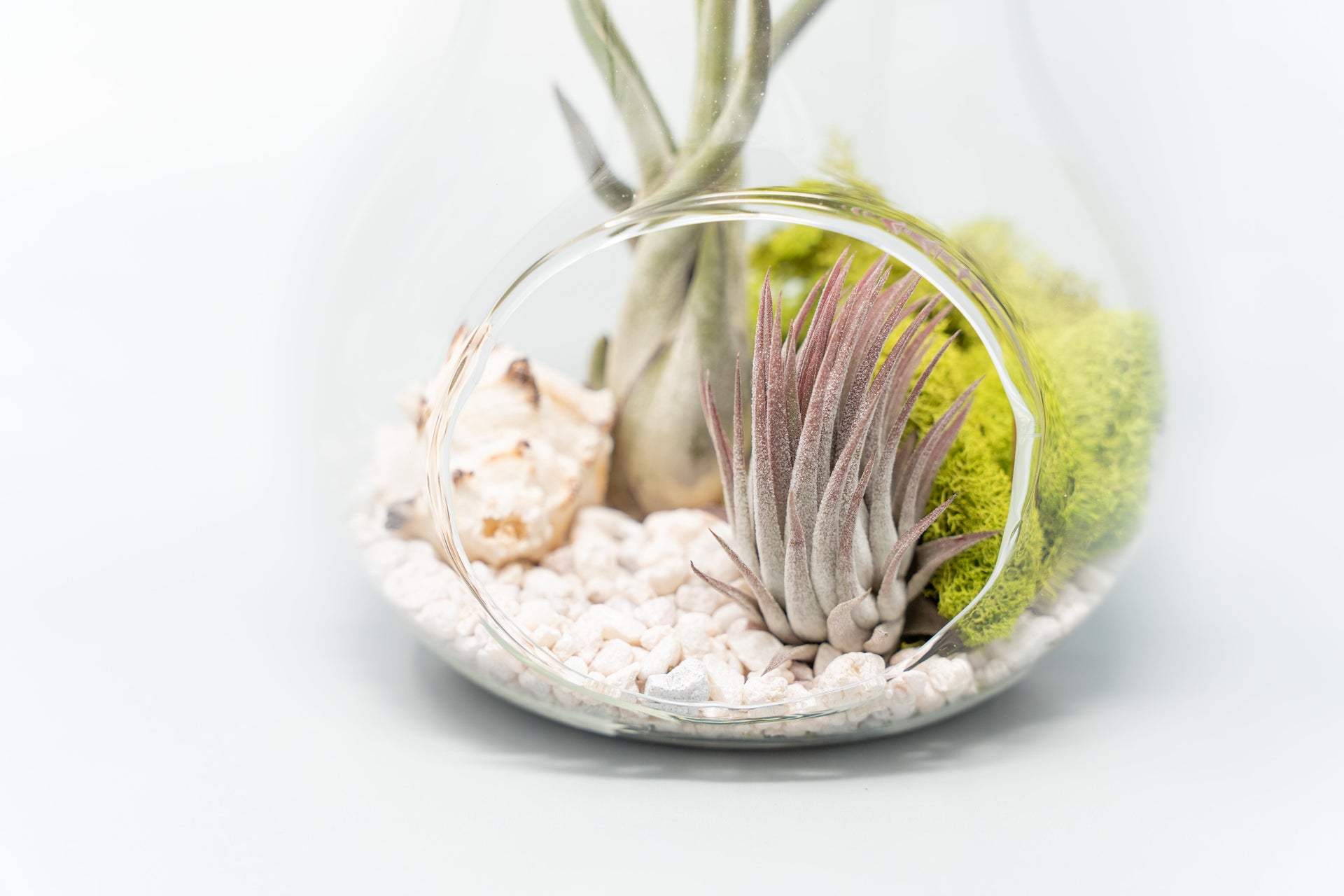 where to buy air plant terrarium Pear Terrarium with Pebble Kit and Tillandsia Air Plants