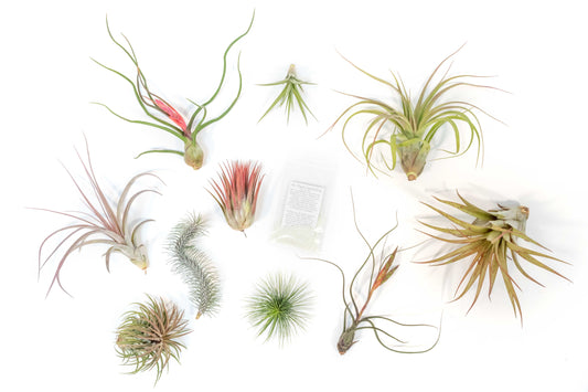 SALE - Premium Tillandsia Air Plant Grab Bag & Fertilizer Packet - Set of 10, 20 or 30 - 40% Off