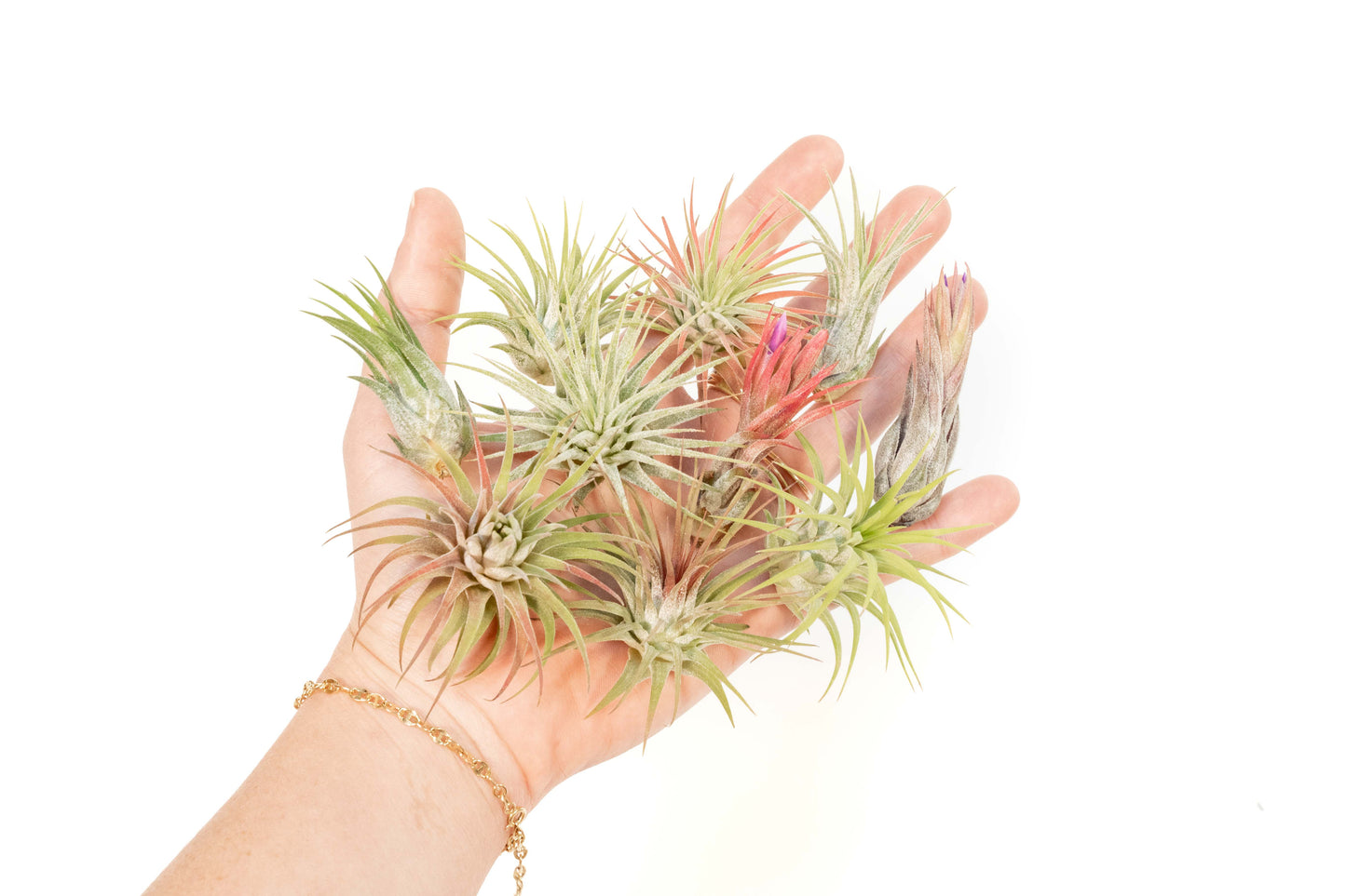 SALE - Mini Tillandsia Ionantha Air Plant Pups -  Sets of 5, 10 or 15  - 40% Off