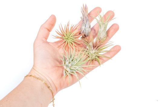 SALE - Mini Tillandsia Ionantha Air Plant Pups -  Sets of 5, 10 or 15  - 40% Off