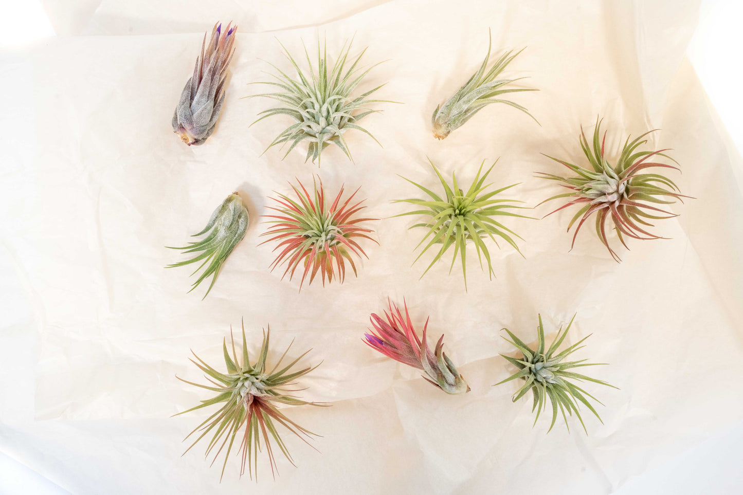 SALE - Tillandsia Ionantha Air Plant Super Packs - Set of 20, 30 or 50 - 70% Off