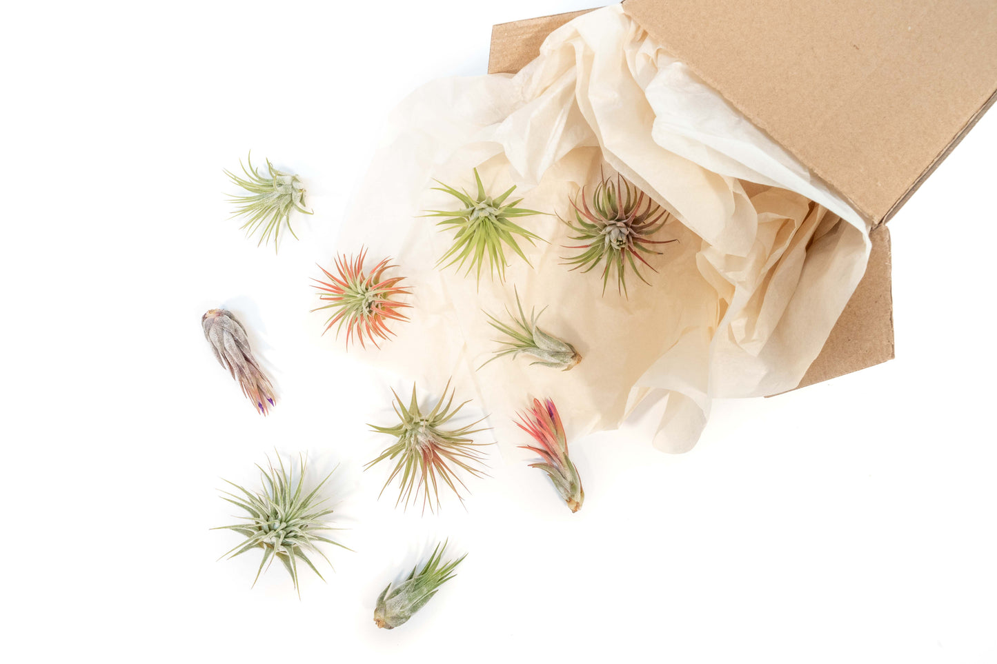 SALE - Mini Tillandsia Ionantha Air Plant Pups -  Sets of 5, 10 or 15  - 40% Off