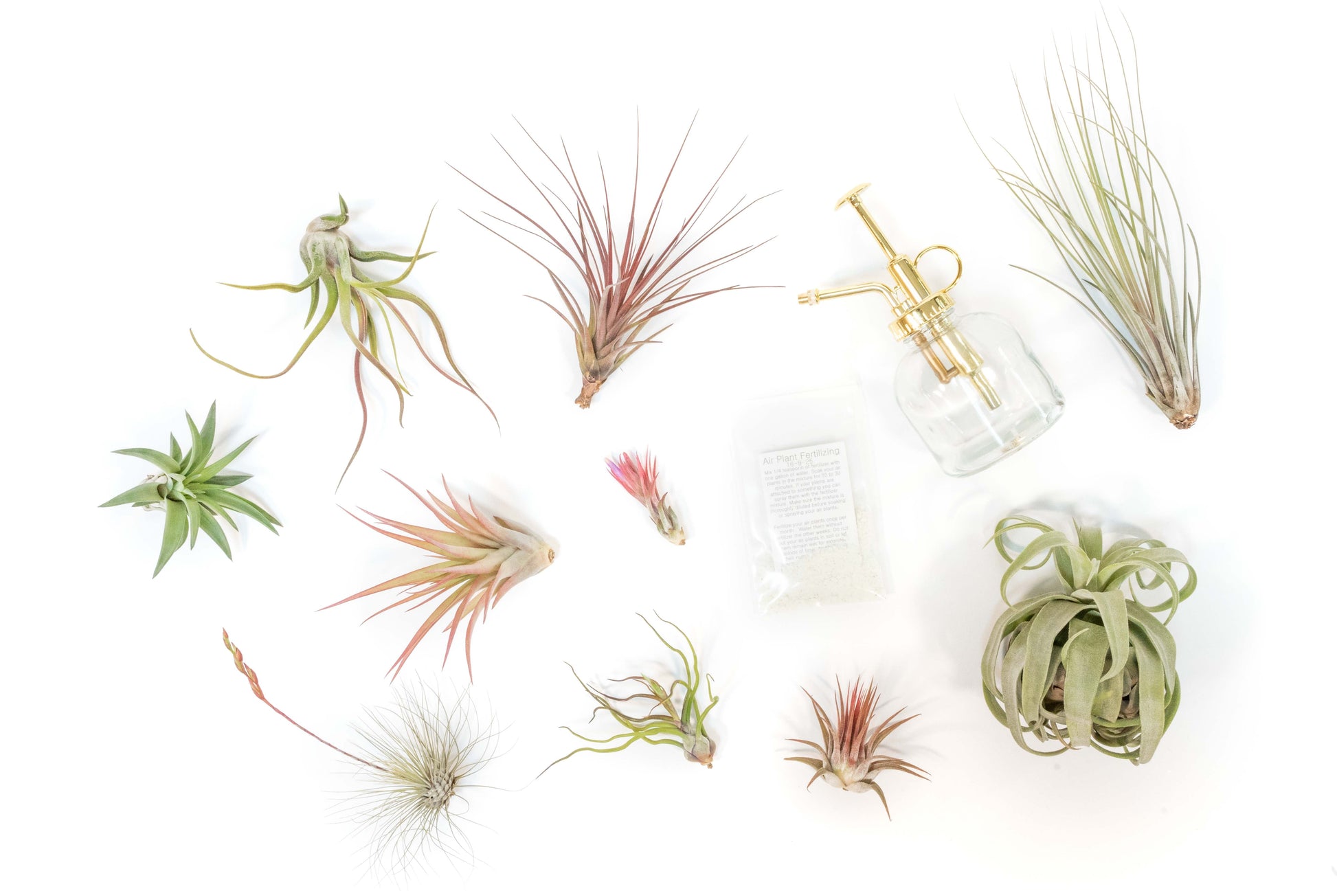 fertilizing air plants Tillandsia Air Plant Grab Bag of 10 Small & Medium Plants, Fertilizer – Enchanted Grow