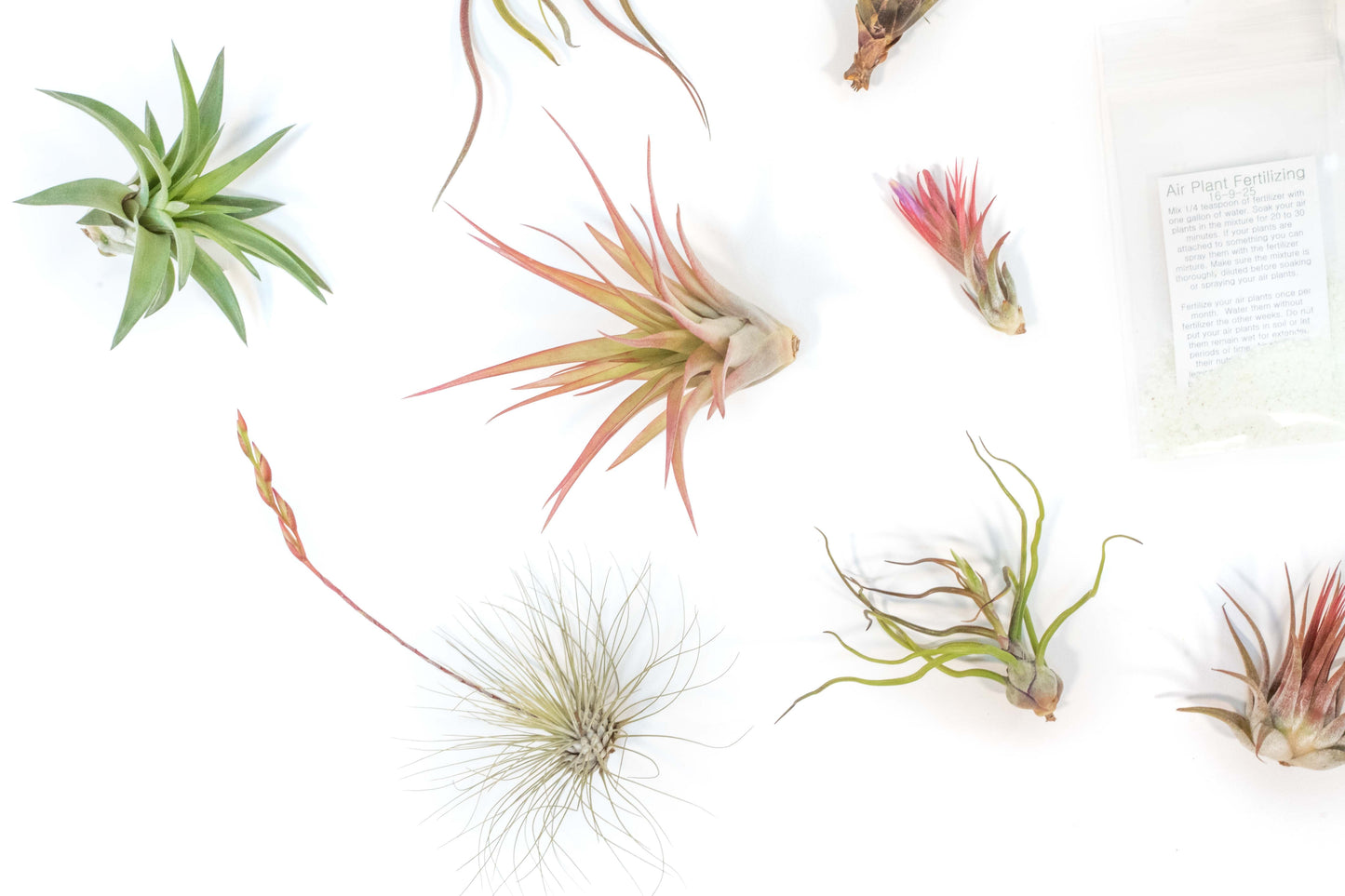 Tillandsia Air Plant Grab Bag of 10 Small & Medium Plants, Fertilizer & Air Plant Mister