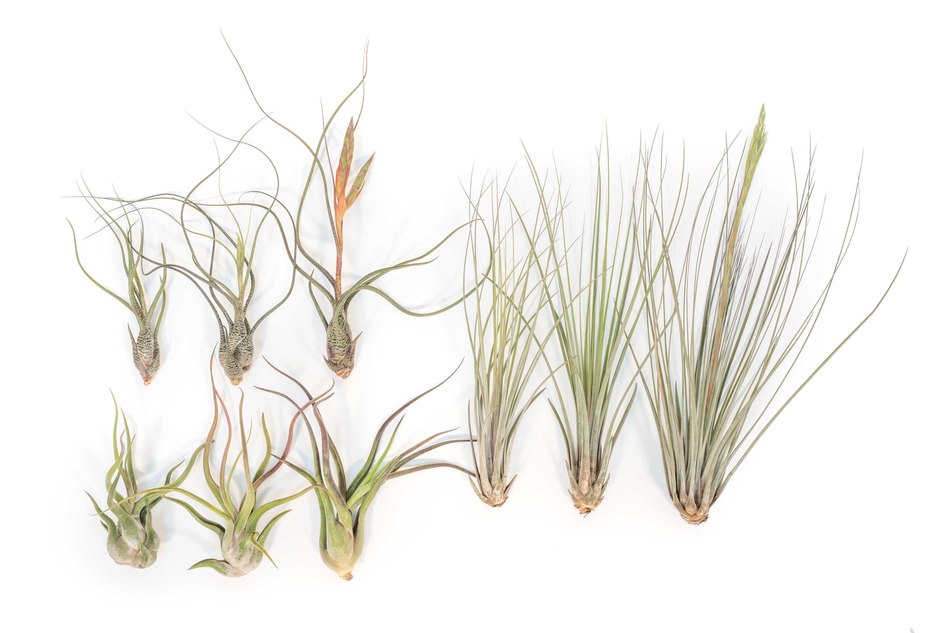 tillandsia air plant varieties SALE - Long & Lovely Collection of Tillandsia Air Plants