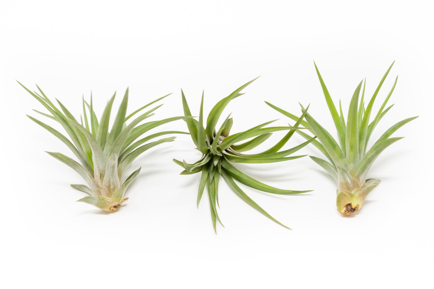 SALE - Large Tillandsia Velutina Air Plants - Set of 5 or 10 - 50% Off