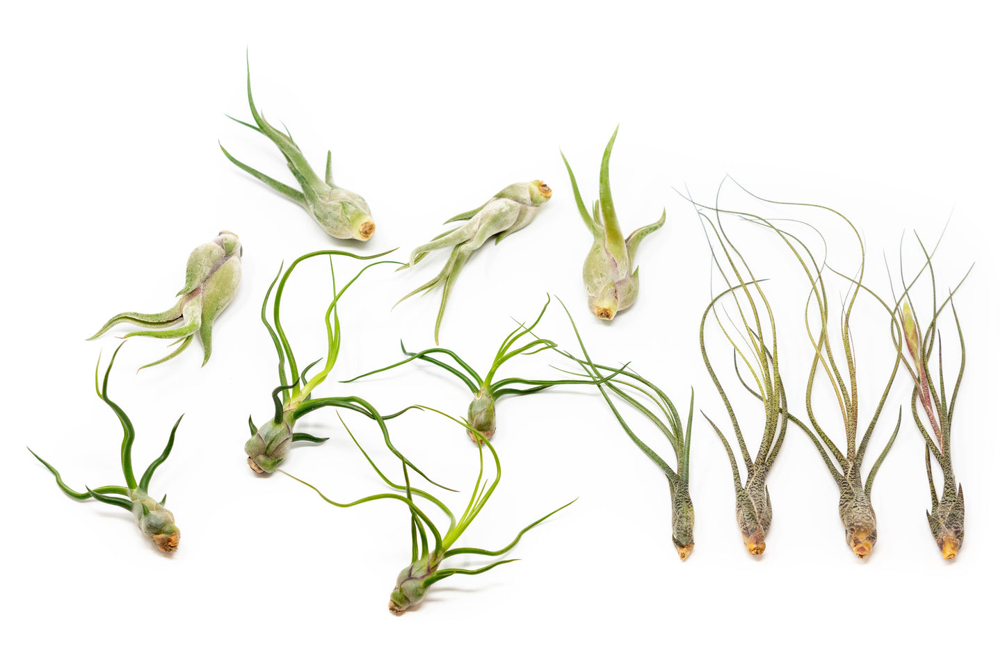 SALE - The Wild Things Collection of Tillandsia Air Plants - Set of 9 or 18 Air - 70% Off