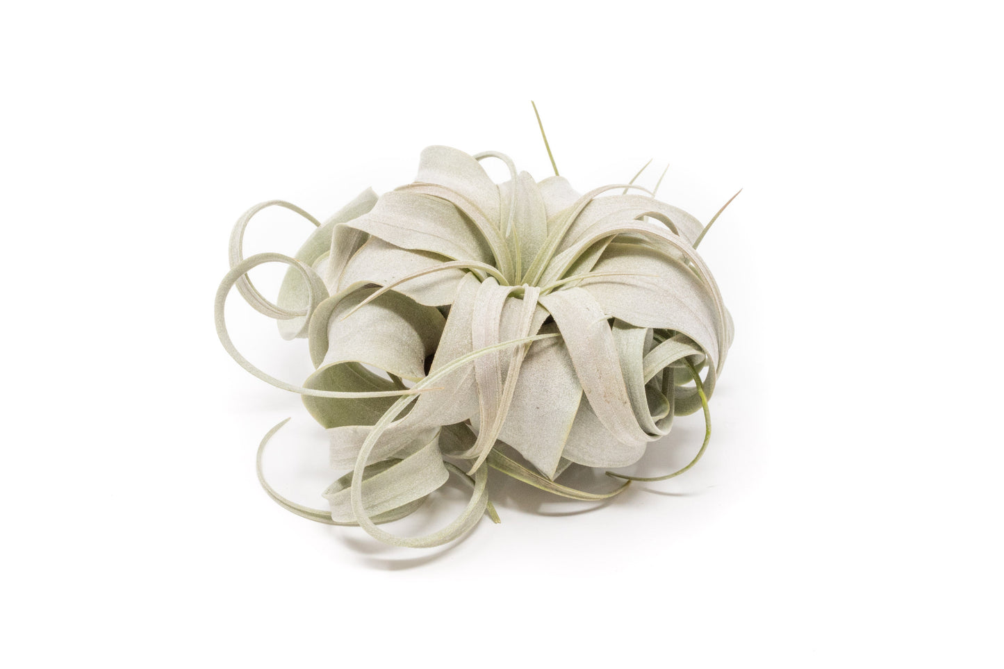 Small Tillandsia Xerographica / 4 -5 Inches Wide