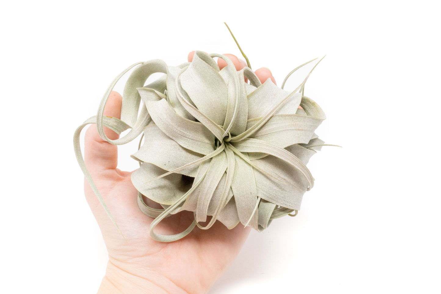 Tillandsia Xerographica Air Plants - Multiple Sizes