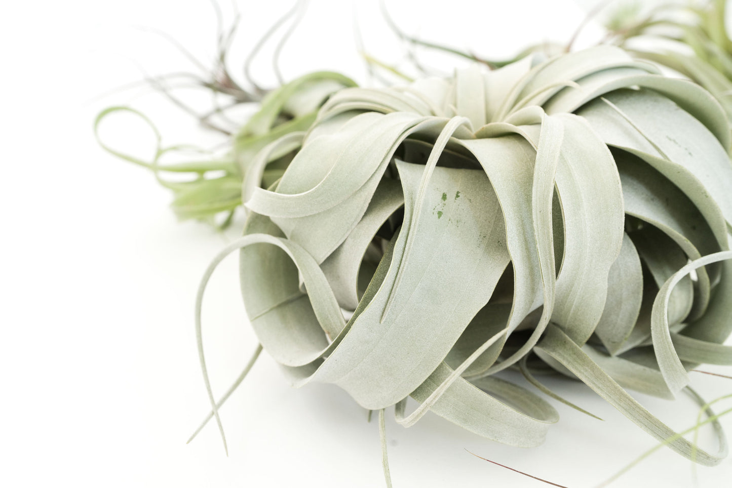 SALE - Special Jumbo Tillandsia Air Plants - Set of 12 - 40% Off