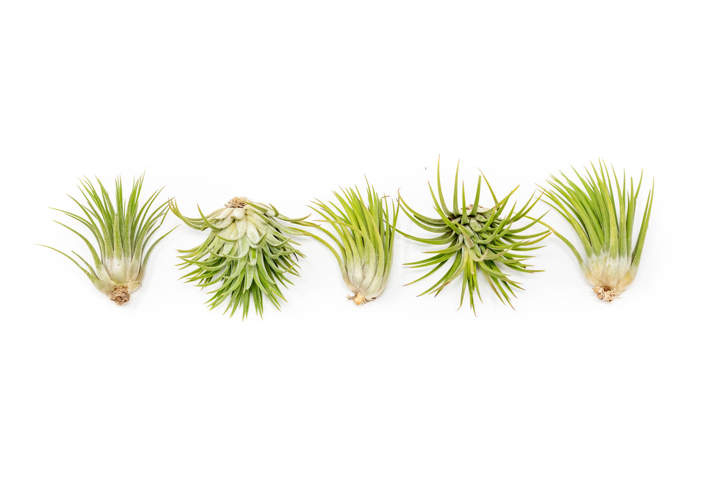 Tillandsia Ionantha Mexican Air Plants