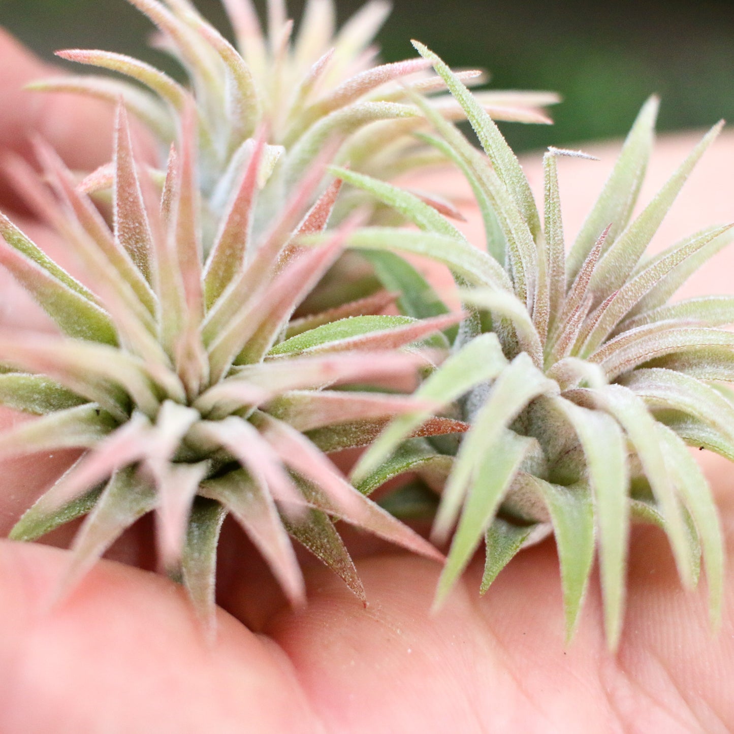 Tillandsia Ionantha Mexican Air Plants