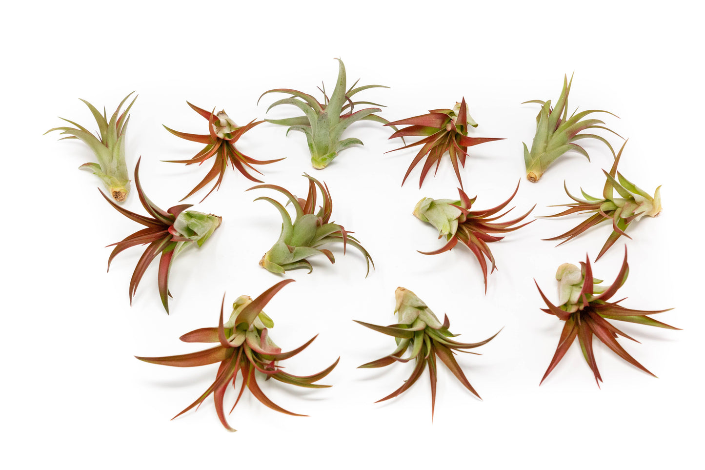 Now in Blush - Tillandsia Red Abdita Air Plants