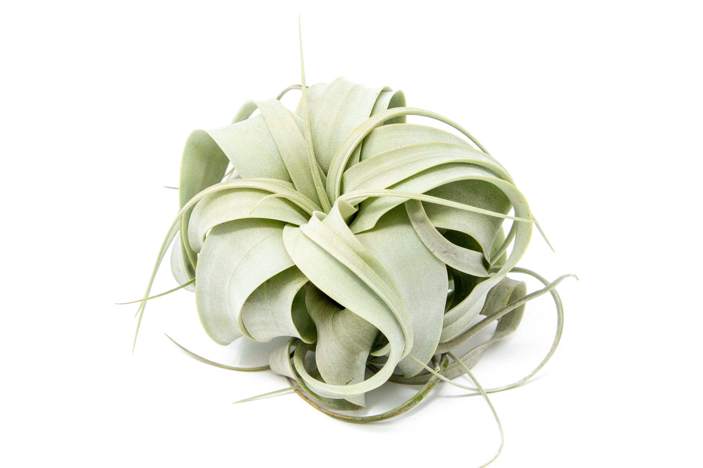 Small Tillandsia Xerographica / 4 -5 Inches Wide