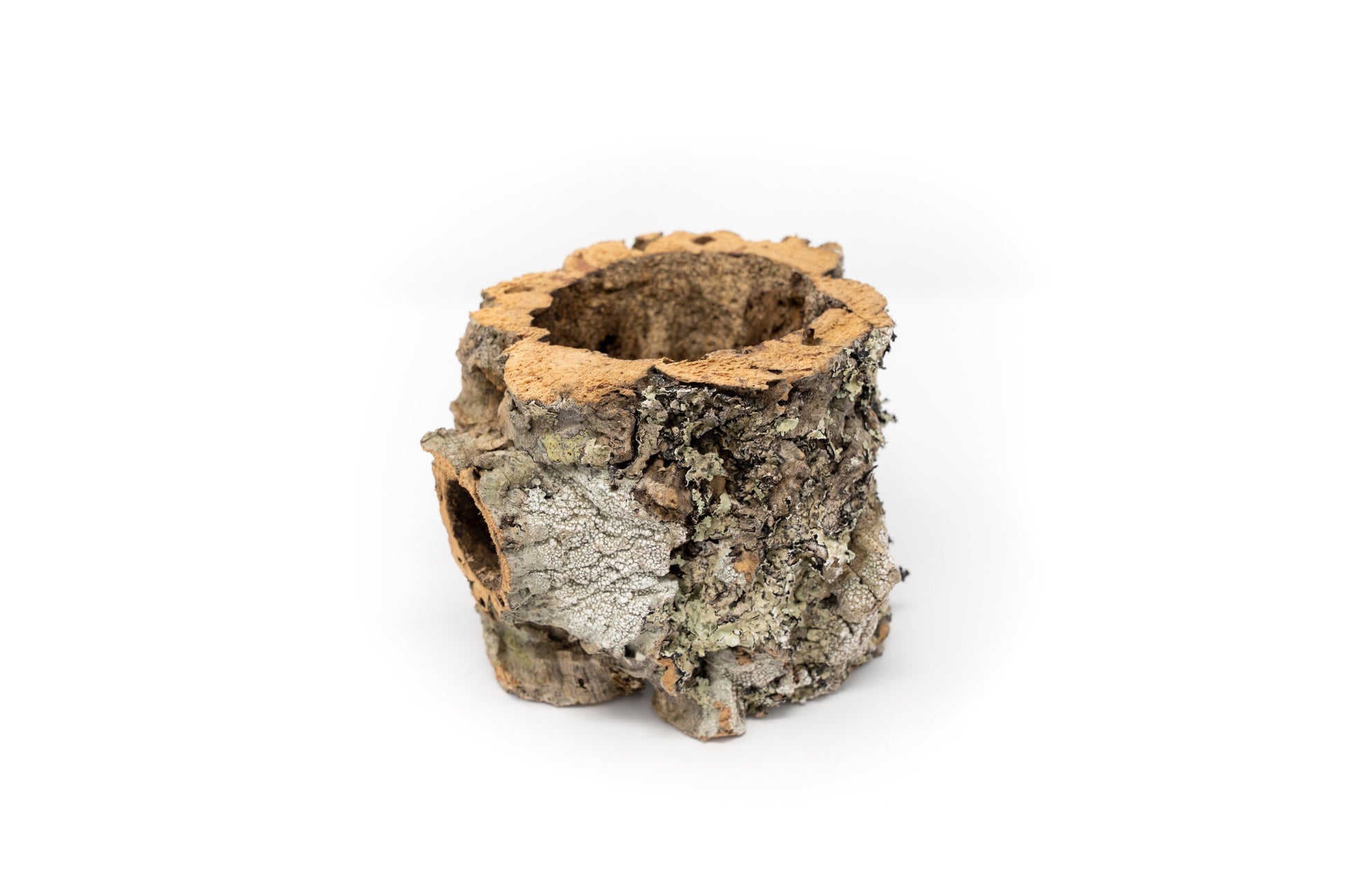cork air plant holder Natural Cork Bark Planters with Assorted Tillandsia Air Plants – Enchanted Grow