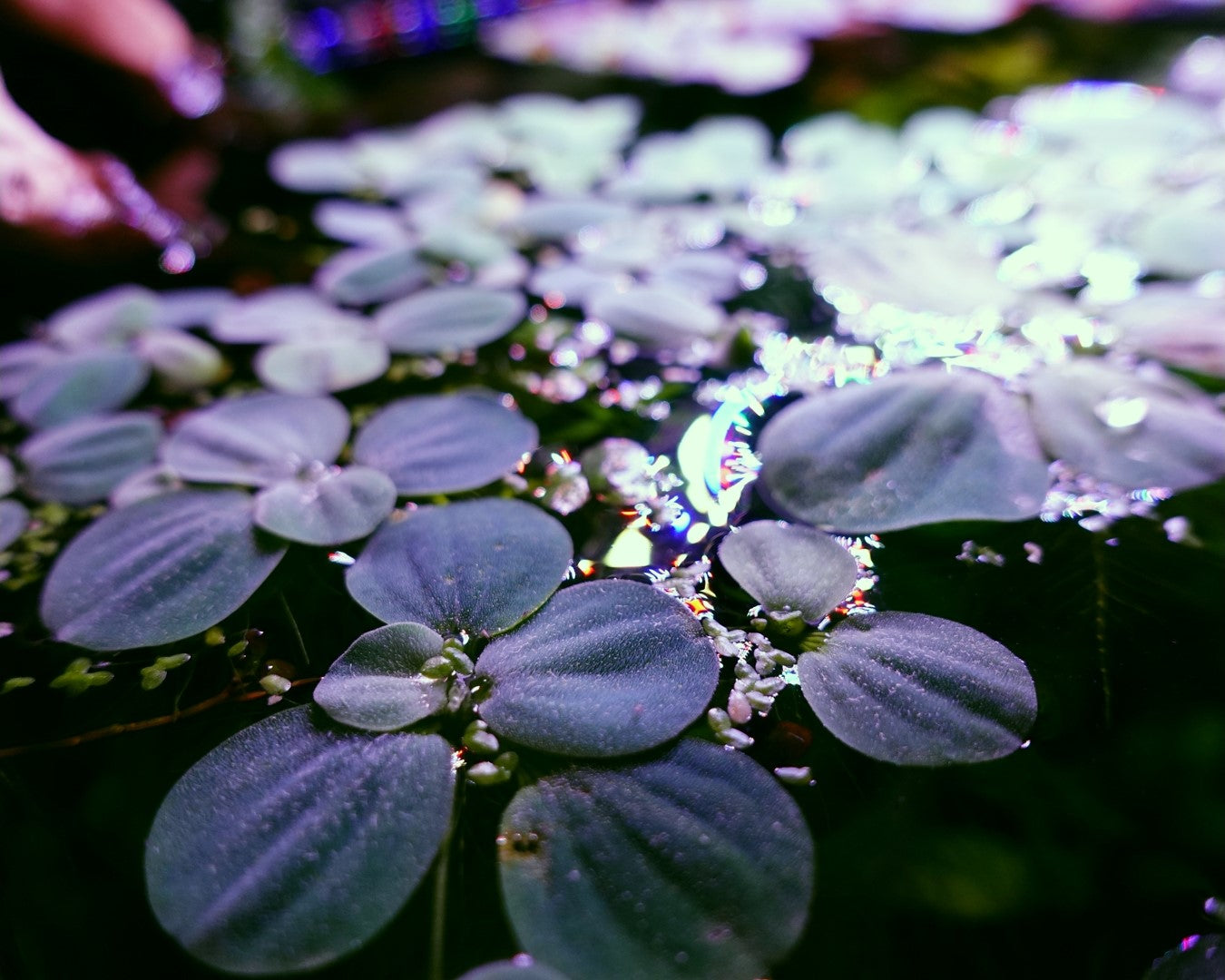 Dwarf Water Lettuce