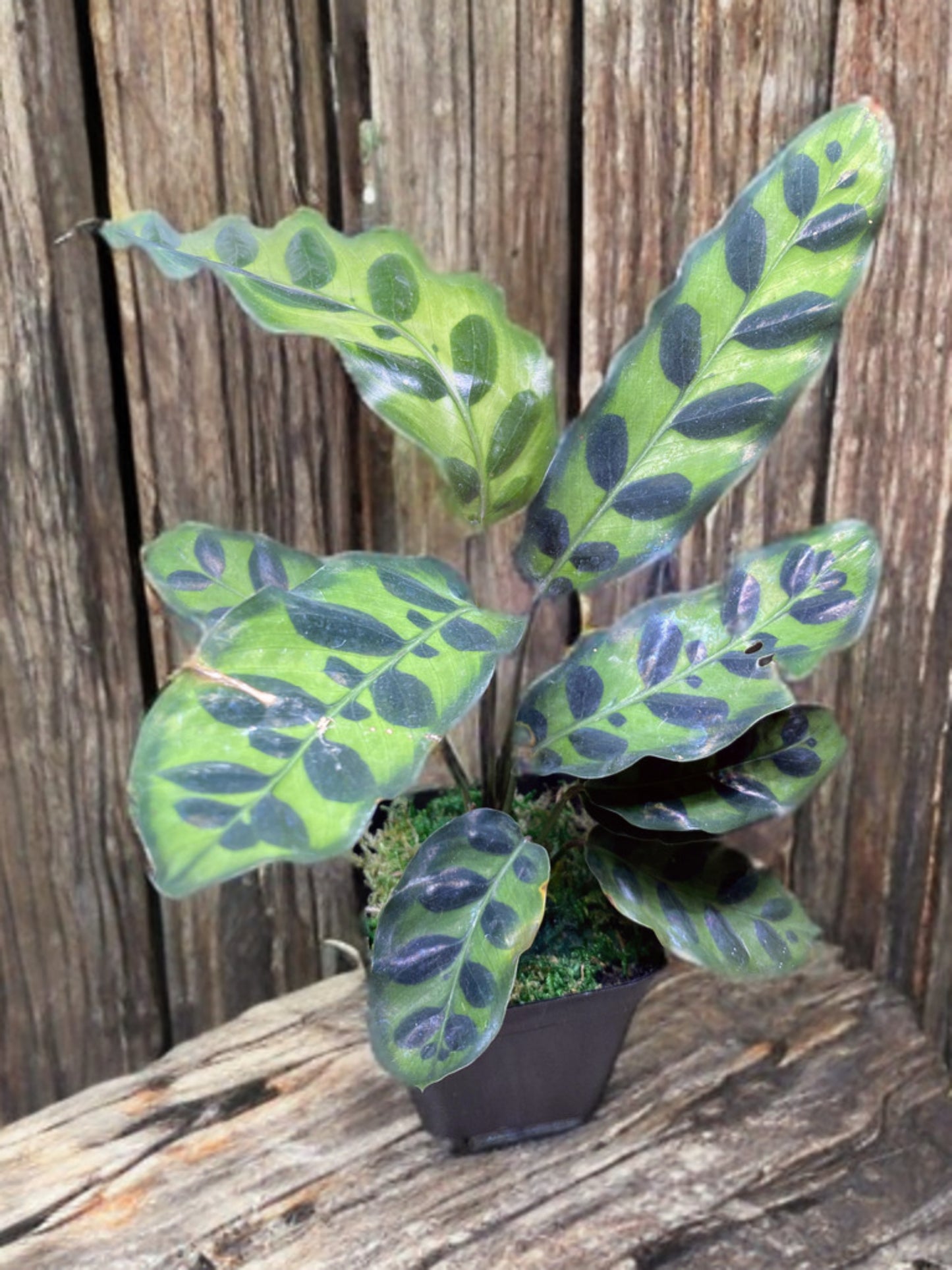 3" Potted Calathea lancifolia ,Rattlesnake Plant, Prayer Plant