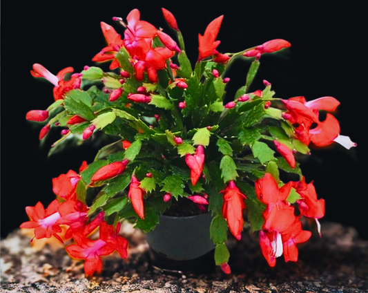 4" Zygo Cactus Assorted (Christmas Cactus)