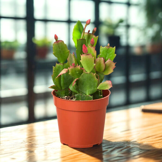 2" Zygo Cactus Assorted (Christmas Cactus)