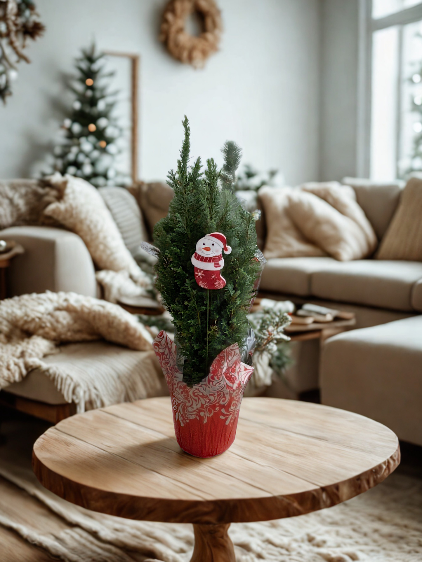 Mini Live Christmas Cypress Tree – Live Holiday Tree Gift with Snowman Décor | Indoor Mini Evergreen