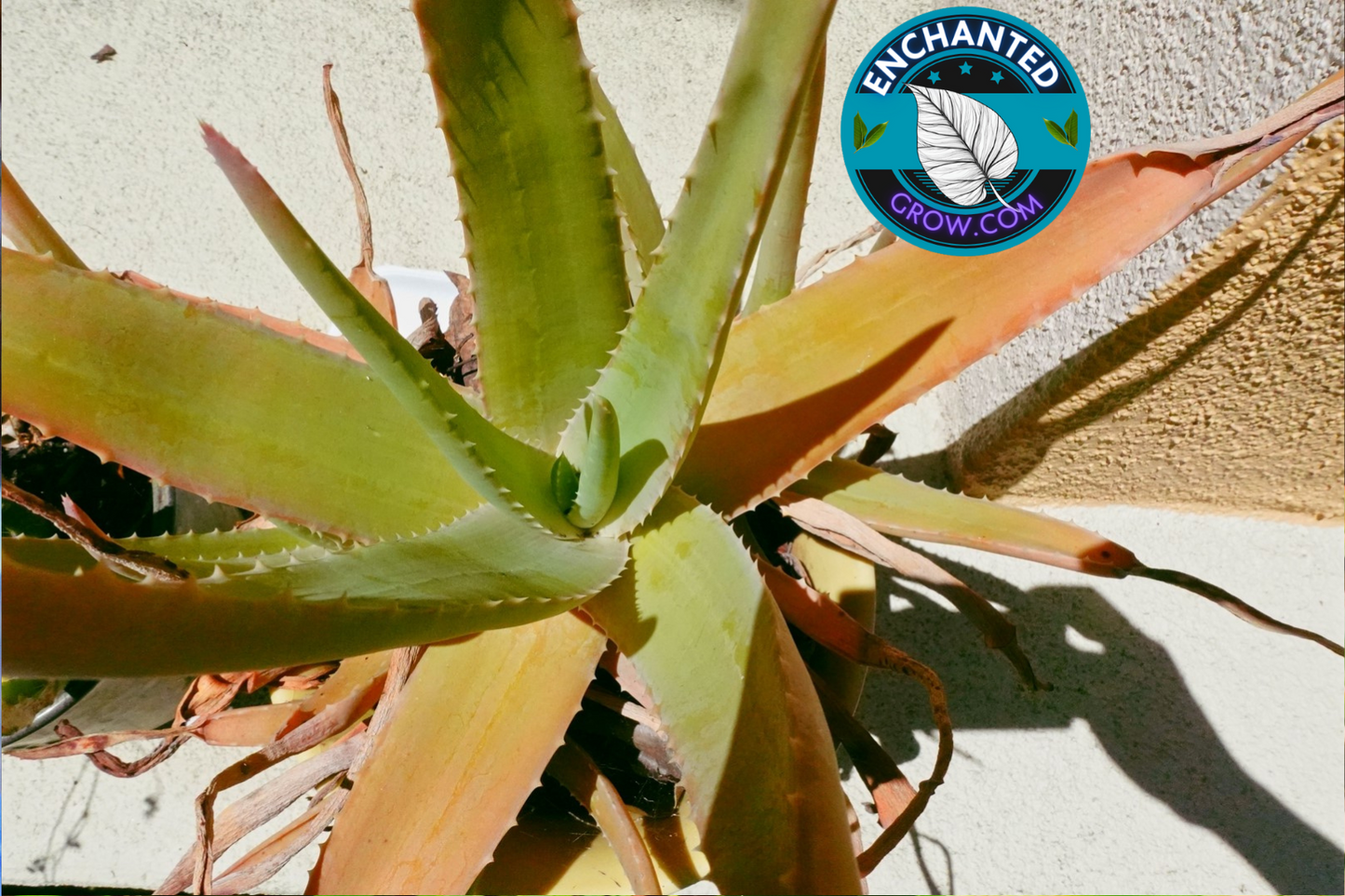 Aloe Vera Easy Drought Tolerant Plant