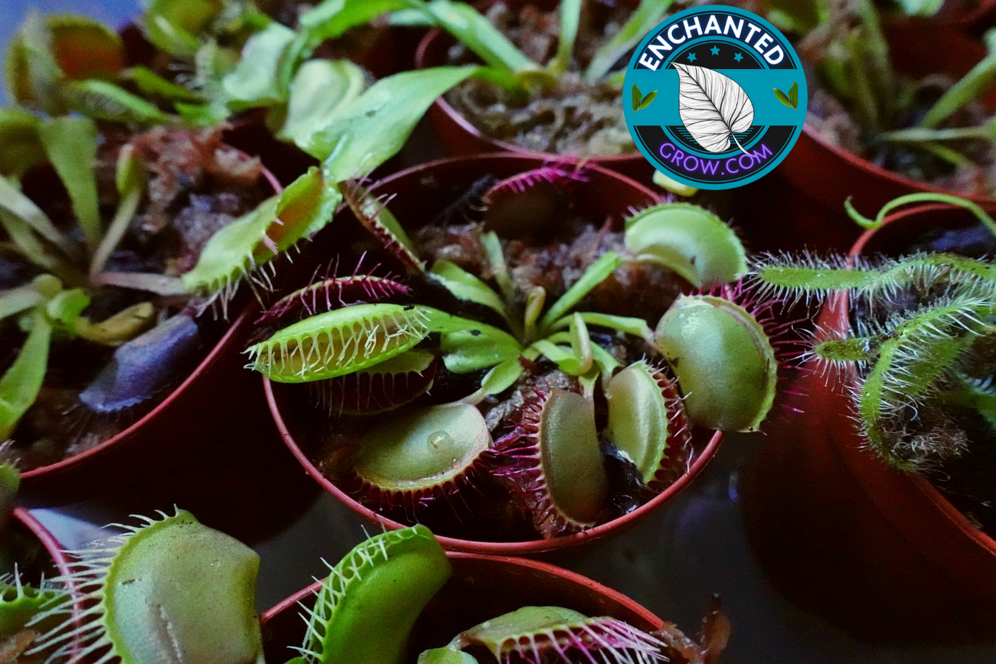 2″ Dionaea Muscipula ‘Venus flytrap’ Carnivorous Plant (Common Venus FlyTrap)