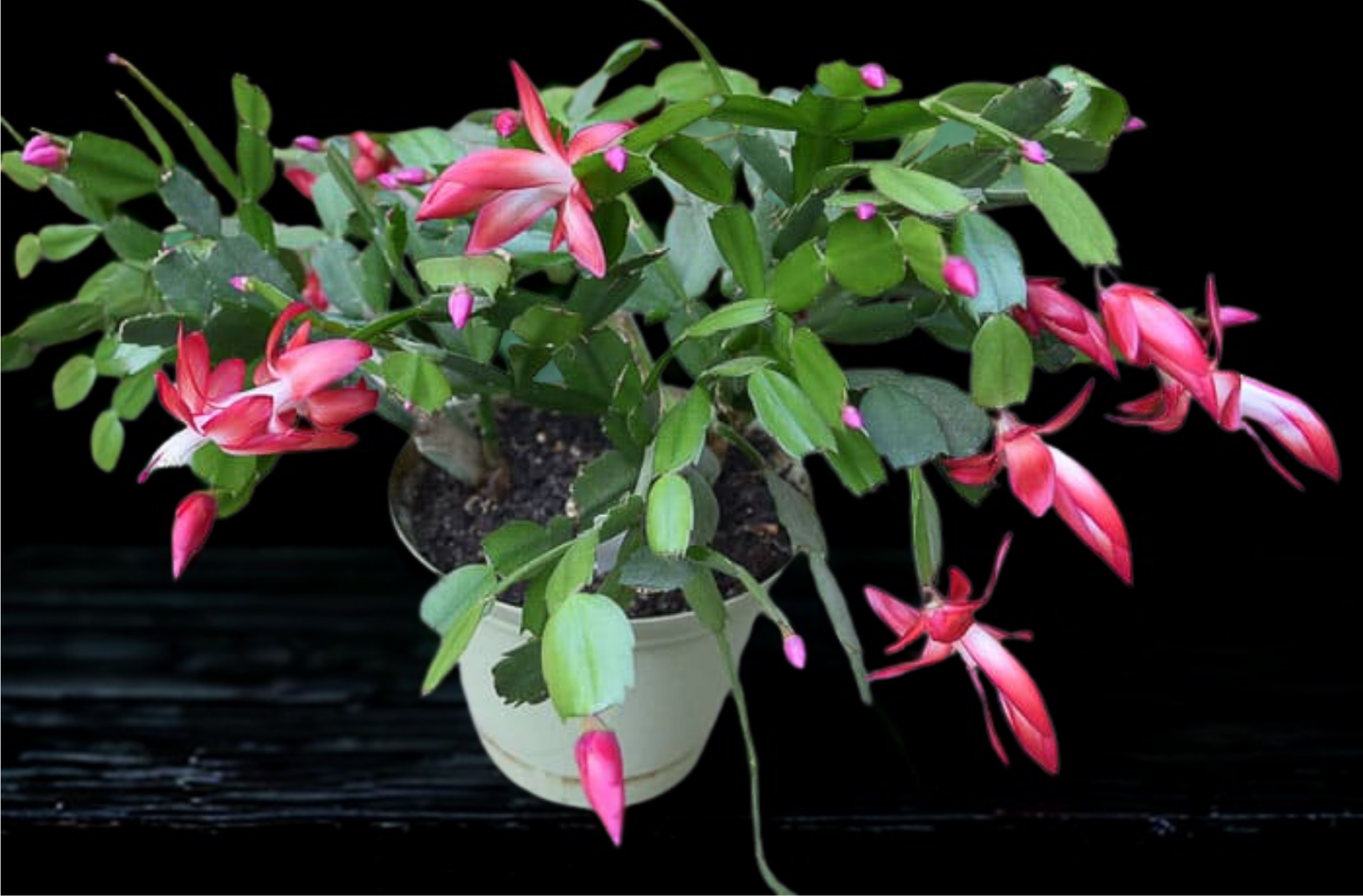 6" Zygo Cactus Assorted – Large (Christmas Cactus)