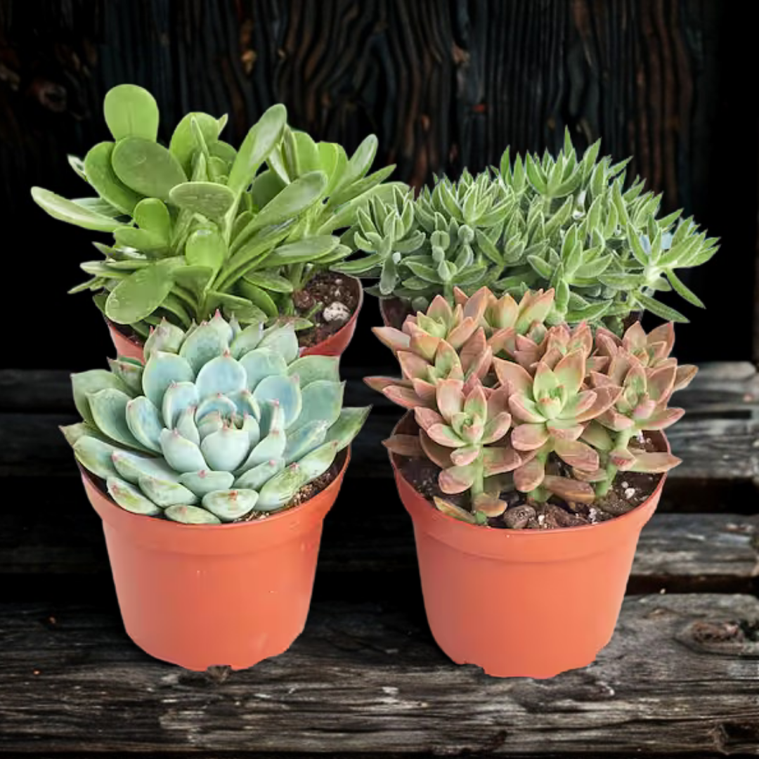 4" Live Succulent Variety Pack – Assorted Indoor Succulents