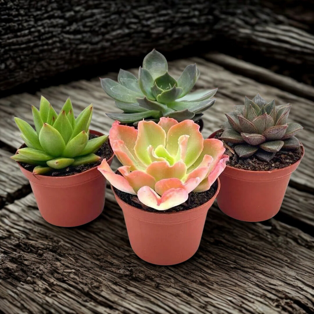 3" Live Succulent Collection – Assorted Indoor Succulents (Grower’s Choice)