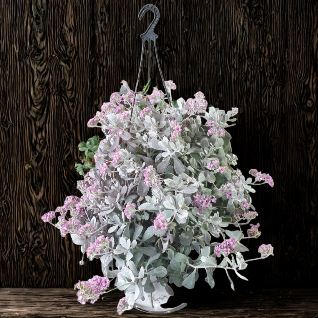 6" Hanging Kalanchoe Pumila – Live Trailing Succulent (Frosty Kalanchoe)