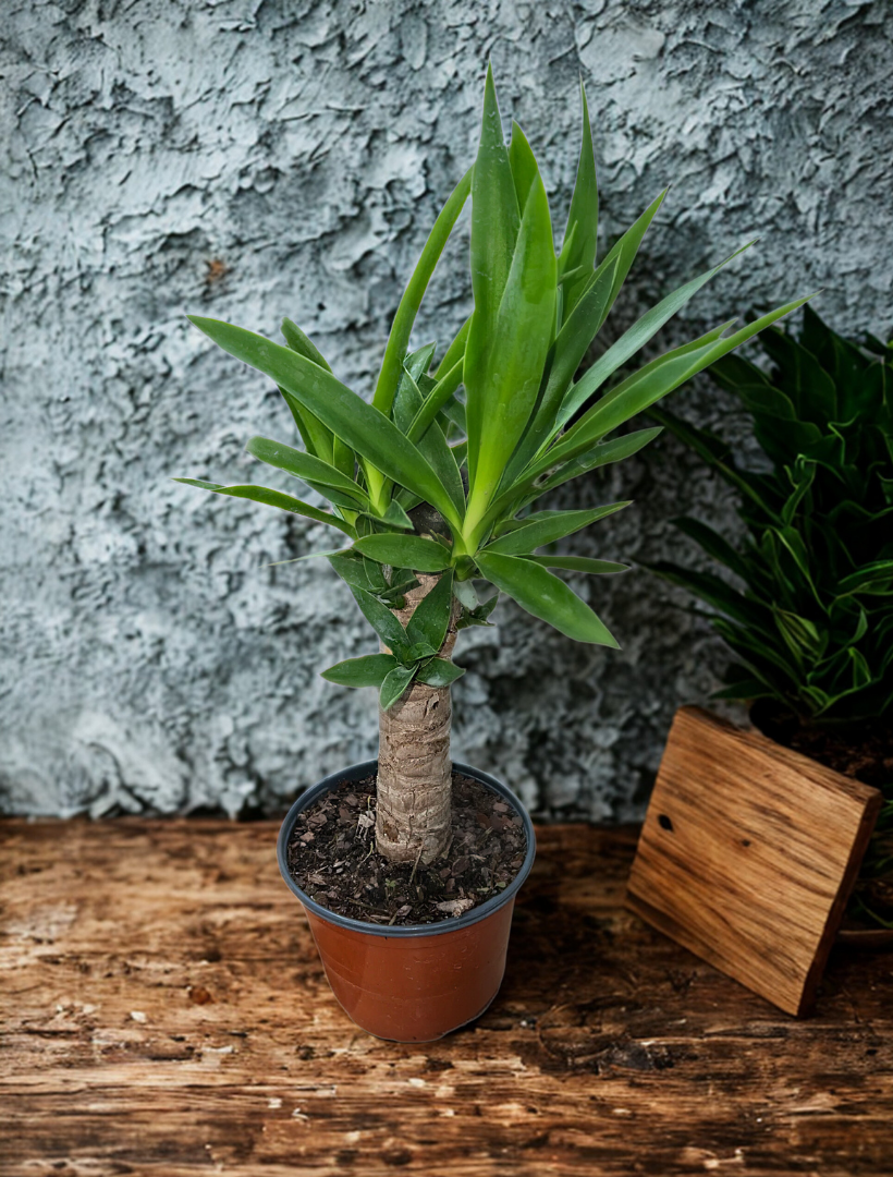 6" Yucca Plant – Live Indoor Yucca Cane (Easy-Care Houseplant)