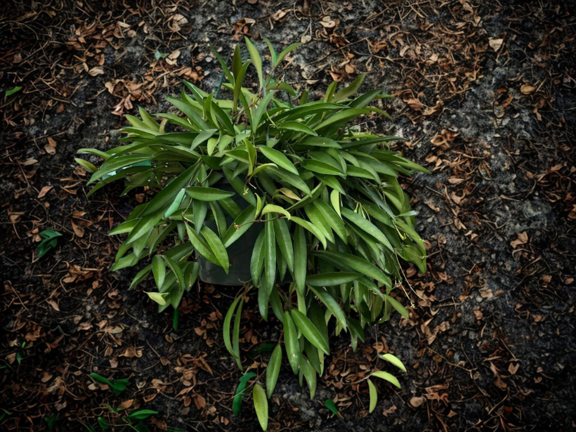 8" Hoya Plant – Premium Live Wax Plant (Assorted Varieties, Easy-Care)