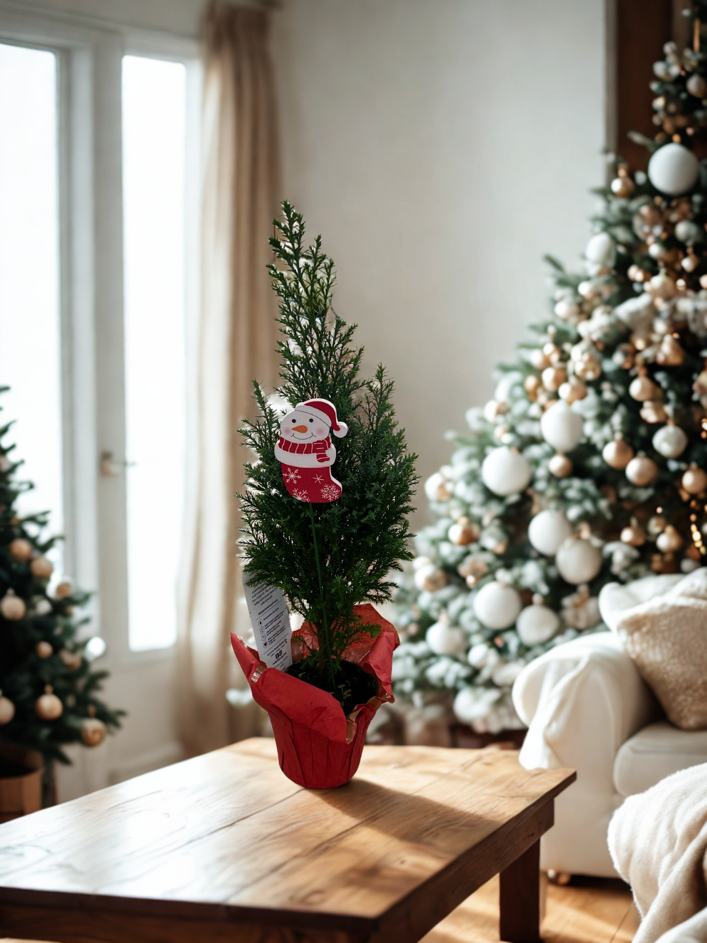 Mini Live Christmas Cypress Tree – Live Holiday Tree Gift with Snowman Décor | Indoor Mini Evergreen