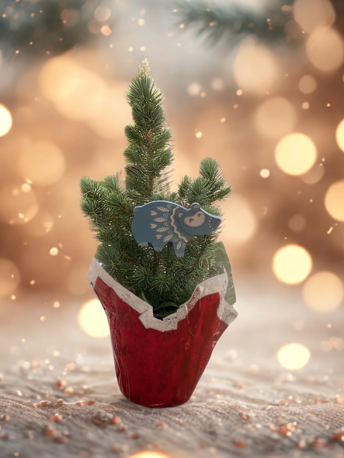 Live Mini Christmas Tree – Real Holiday Pine with Hedgehog Ornament