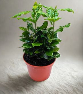 6 in Coffee Plant (Coffea arabica)
