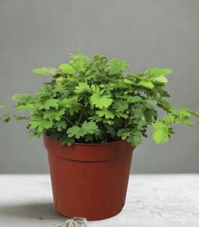4 in Sensitive Plant (Mimosa pudica)
