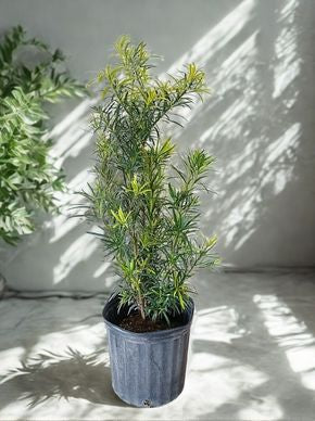 10 in Podocarpus ‘Maki’ Bush