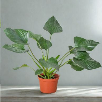 Homalomena Plant 6"– Emerald Gem / Queen of Hearts / Shield Plant