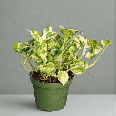 6 in Pothos ‘Pearls and Jade’