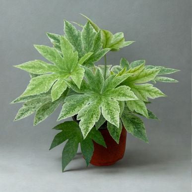 6 in Fatsia Japonica (Japanese Aralia)