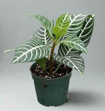 4 in Aphelandra (Zebra Plant)
