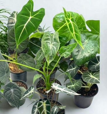 4 in Alocasia – Assorted